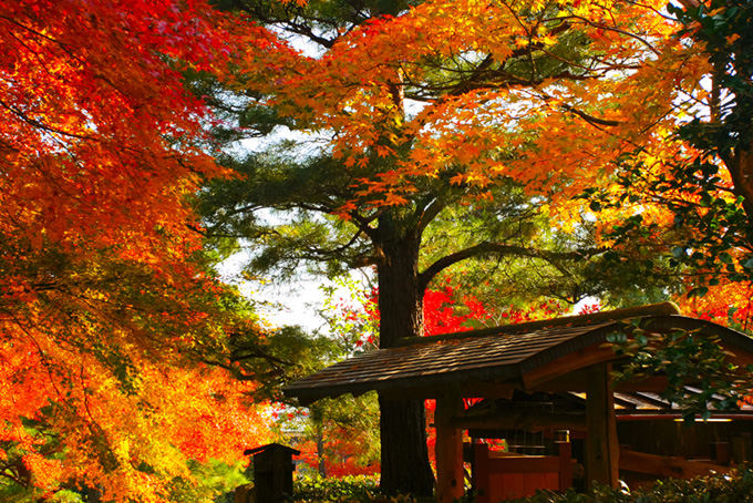 紅葉する古都の秋（背景 日本の背景フリー画像）