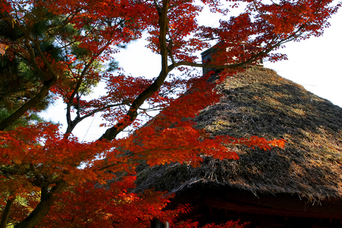 紅葉と茅葺の家（秋の背景フリー画像）
