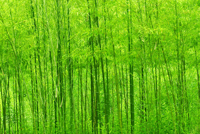 鮮やかな緑の竹の背景のテクスチャ