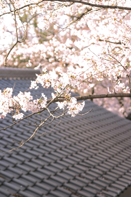 瓦と桜の和風景色