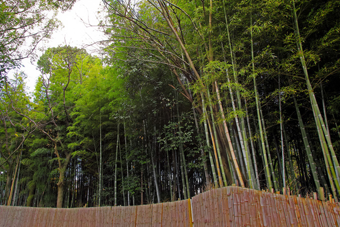 青竹が伸びる竹林と竹垣（和風 写真の背景背景フリー画像）