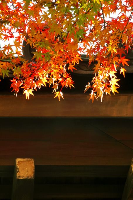 和風 季節（秋の背景フリー画像）