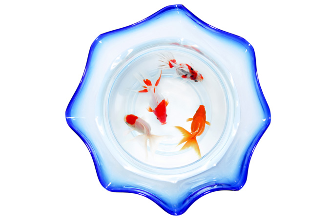 金魚鉢の中を泳ぐ琉金(背景 夏 画像のフリー画像)