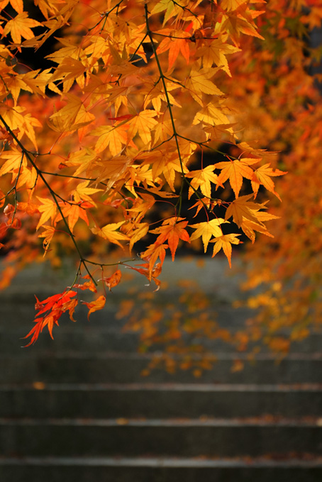 日本のイメージ（秋の背景フリー画像）