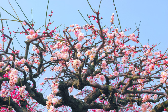 ピンクの梅の木（背景 春 画像の背景フリー画像）