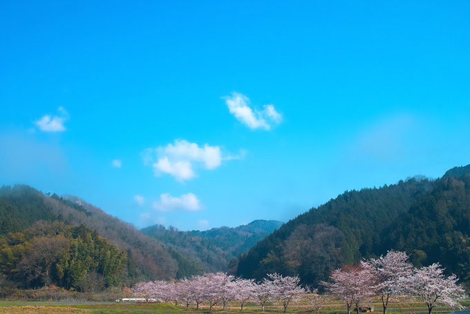 山あいの風情ある桜並木（景色の背景フリー画像）