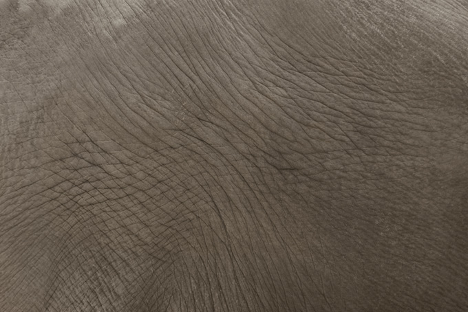 シワの入った象の表皮（皮 革の背景フリー画像）