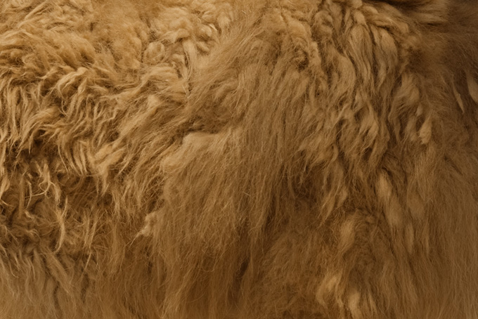 ラクダの毛のテクスチャ（テクスチャ 素材の背景フリー画像）