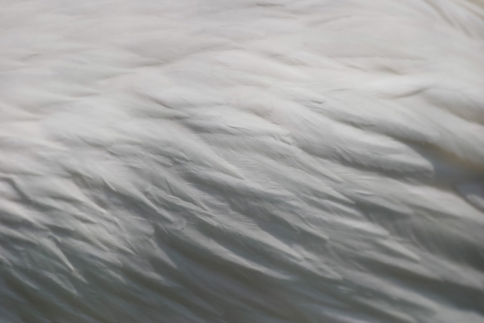 白い鳥の羽のテクスチャ（テクスチャ 素材の背景フリー画像）