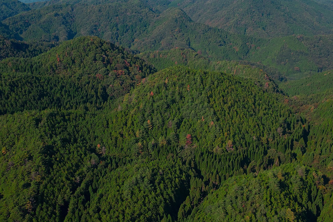 緑の森の中にある紅葉した木の風景（山の背景フリー画像）