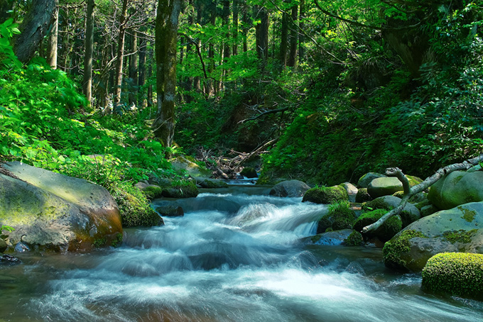 緑の森の中を流れる清流の素材（川の背景フリー画像）