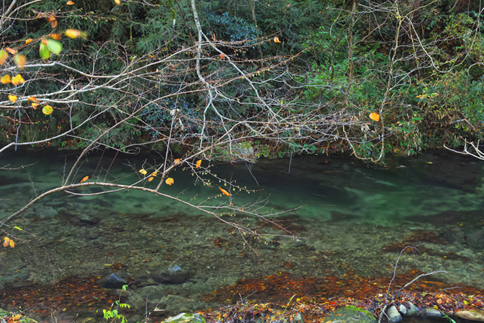 透明な水と落葉積もる川瀬の写真（背景 川の背景フリー画像）