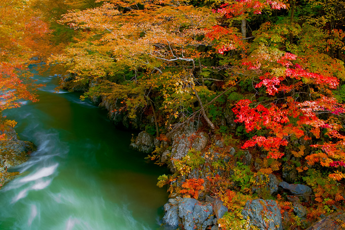紅葉の中を流れる緑の川の風景画像（川の背景フリー画像）