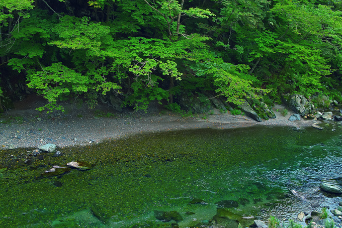 緑濃き穏やか川瀬（背景 清流の背景フリー画像）