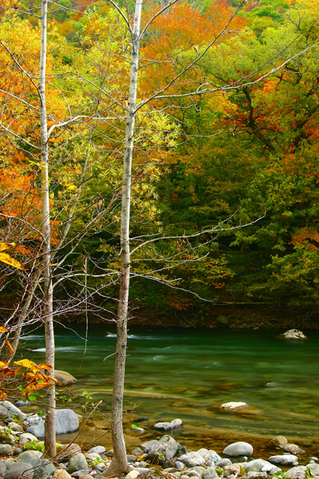 秋の森と渓流（背景 秋 画像の背景フリー画像）