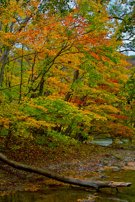 紅葉の秋の林と水辺(秋 フリーの画像)