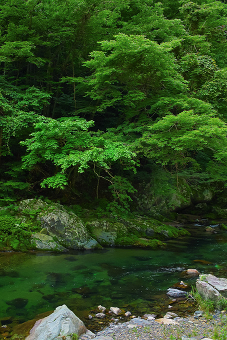 川と木（背景 渓流 画像の背景フリー画像）