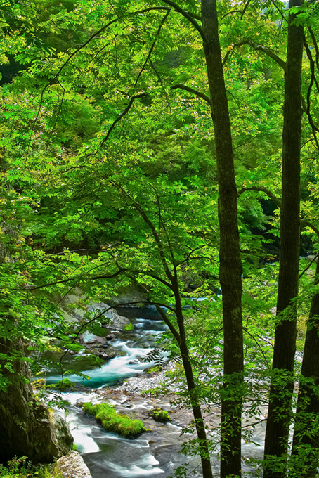 川と木（背景 画像 渓流の背景フリー画像）