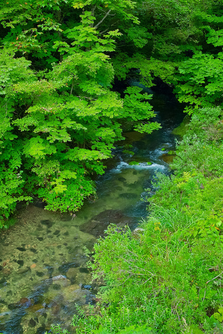 川と木（渓流の背景フリー画像）