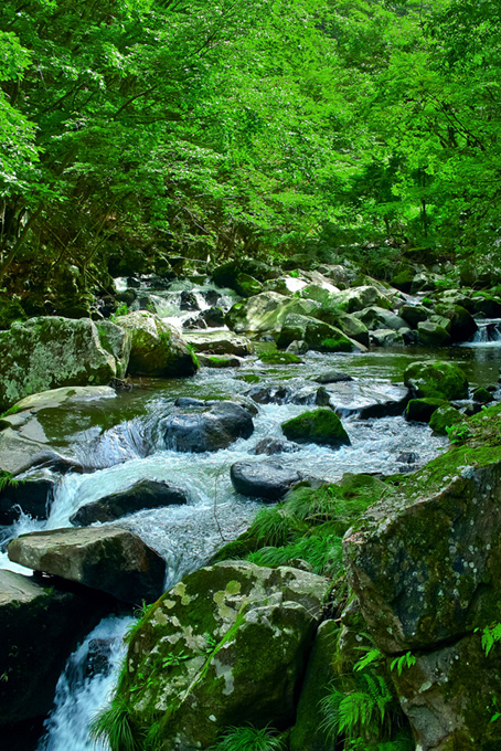 川と木（渓流の背景フリー画像）