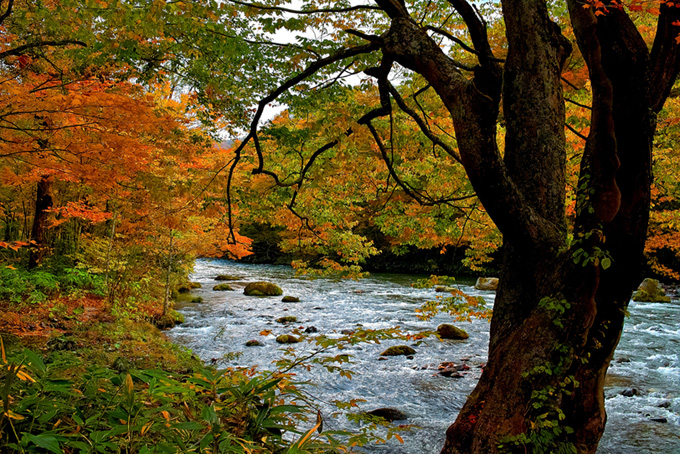 川と自然（紅葉 風景の背景フリー画像）