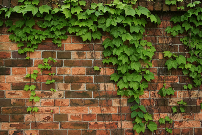 レンガの壁を伝う葉（レンガ 素材の背景フリー画像）