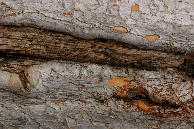 凸凹のある白い木の樹皮（ウッドテクスチャ 壁紙の背景フリー画像）