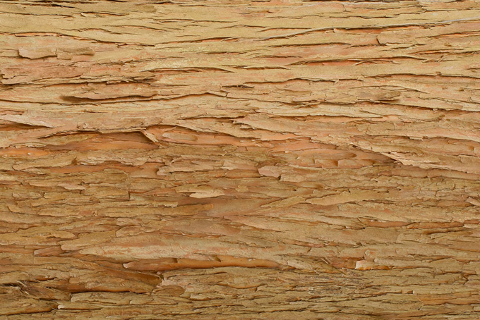 若い木の樹皮（ウッドテクスチャ 待ち受けの背景フリー画像）