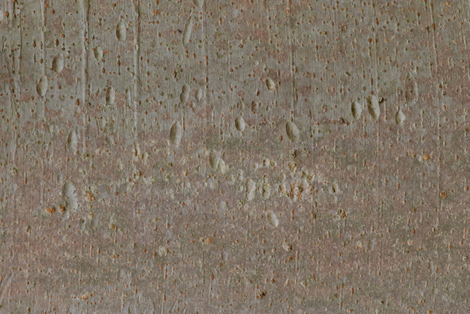 滑らかな表面の灰色の樹皮（ウッドテクスチャ 壁紙の背景フリー画像）