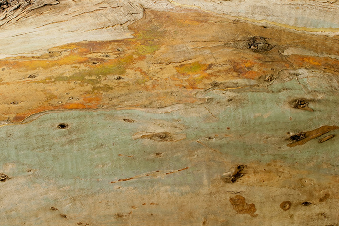樹皮を剥がされた木（ウッドテクスチャ 綺麗の背景フリー画像）