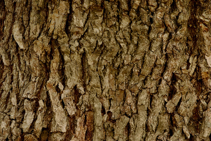 老木の樹皮（ウッドテクスチャ おしゃれの背景フリー画像）