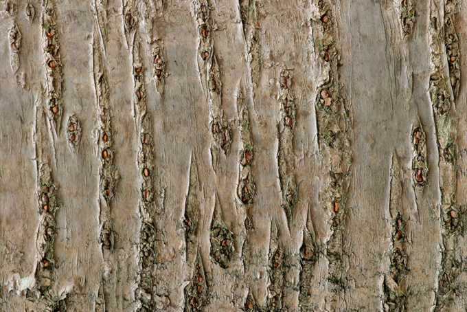 桜の木の樹皮（ウッドテクスチャ おしゃれの背景フリー画像）