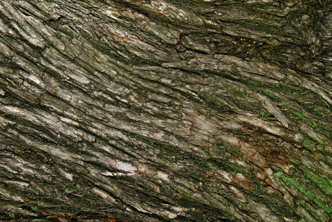 流れるような樹皮の木（ウッドテクスチャ 壁紙の背景フリー画像）