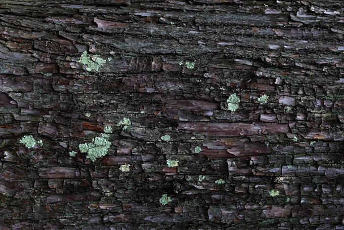 カビの生えた樹皮（ウッドテクスチャ 写真の背景フリー画像）