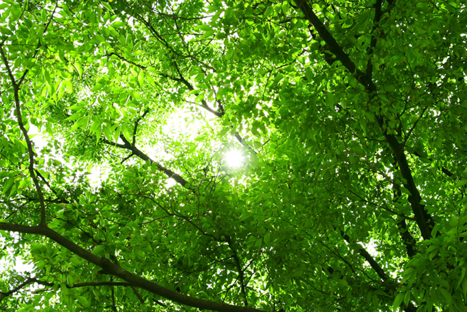 日が差し込む緑の木立（背景 自然の背景フリー画像）