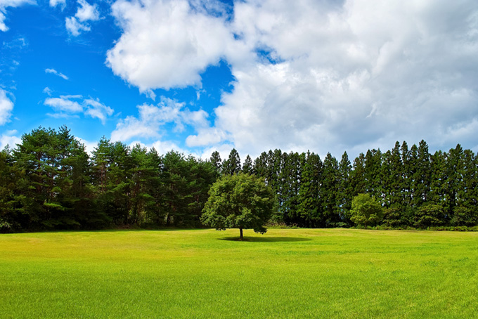 緑の草原に立つ一本の木（背景 画像 樹木の背景フリー画像）