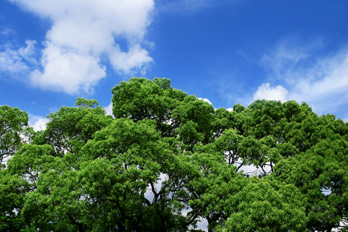 夏の青空と森の大きな樹（背景 樹木 画像の背景フリー画像）