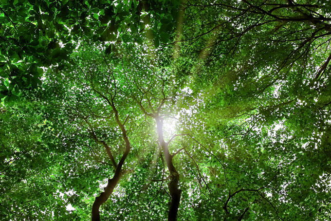 見上げる木の隙間から浴びる光（背景 画像 樹木の背景フリー画像）