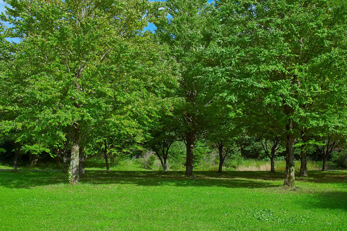 緑の草地の向こうの林（背景 画像 樹木の背景フリー画像）