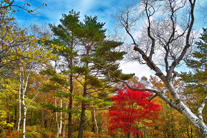 黄色い林の中の一本の紅葉した木（背景 樹木 画像の背景フリー画像）