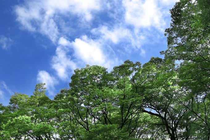 青空と緑のコントラスト（樹木の背景フリー画像）