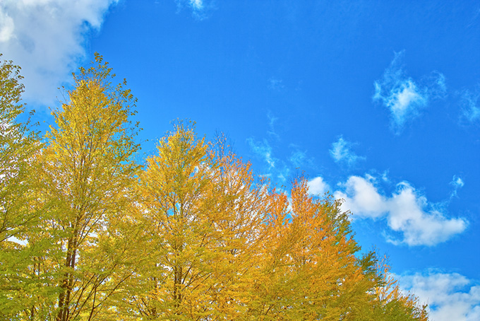 黄色い銀杏並木と青空（樹木の背景フリー画像）