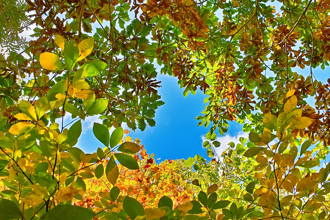 色鮮やかな葉っぱのフレーム（樹木の背景フリー画像）