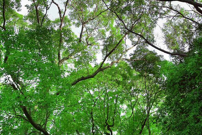 緑の木（樹木の背景フリー画像）