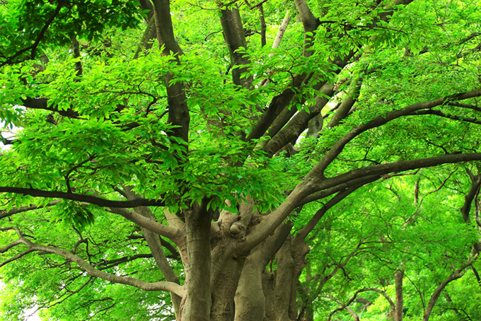 四方に太い枝を延ばす木（樹木の背景フリー画像）