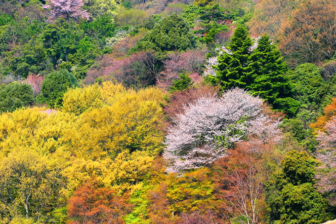 色彩のハーモニーを奏でる春の山（樹木の背景フリー画像）