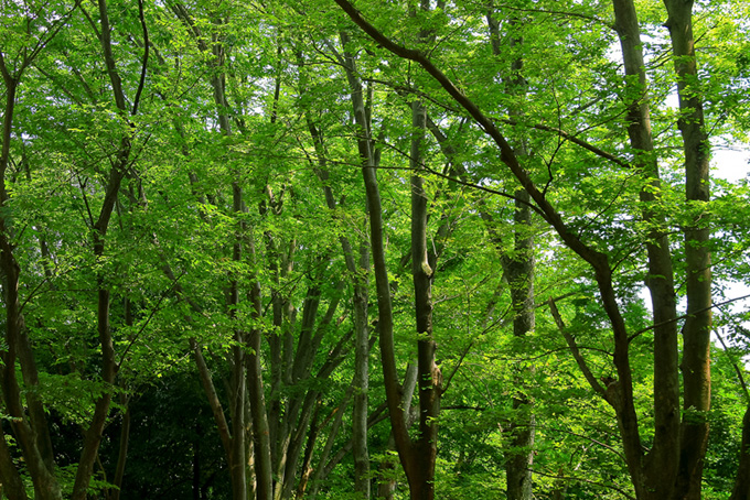 新緑のトンネルが続く林（樹木の背景フリー画像）