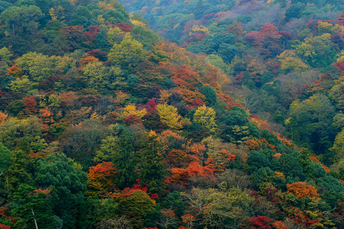 賑やかに色づく秋の山（背景 樹木の背景フリー画像）