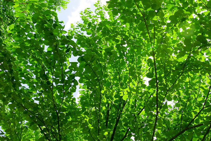 光に輝く緑の葉（樹木の背景フリー画像）