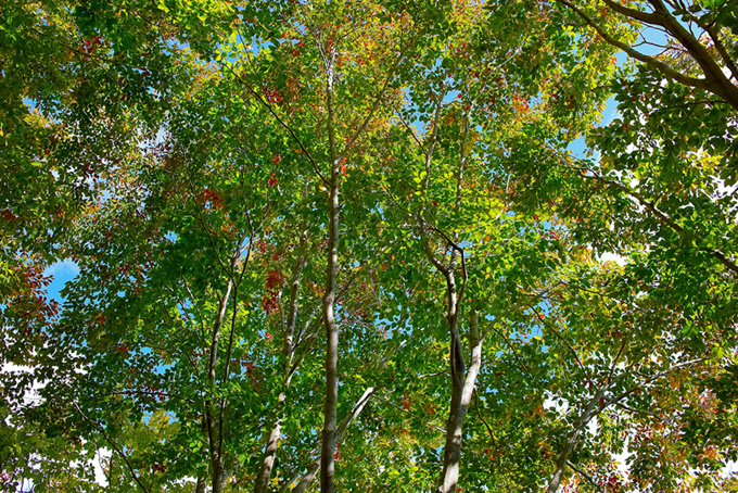 初秋の木漏れ日（樹木の背景フリー画像）